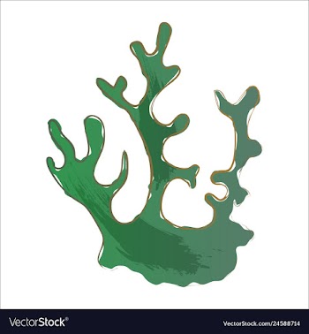 Set of watercolor seaweed and corals isolated on vector image