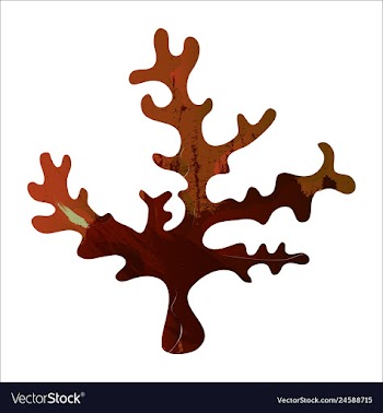 Set of watercolor seaweed and corals isolated on vector image