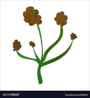 Set of watercolor seaweed and corals isolated on vector image