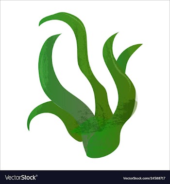 Set of watercolor seaweed and corals isolated on vector image