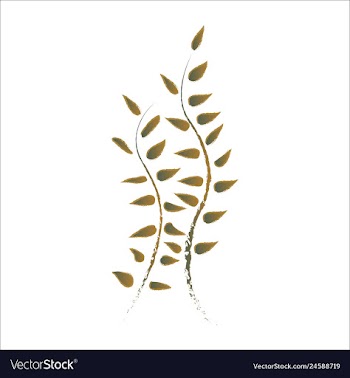 Set of watercolor seaweed and corals isolated on vector image