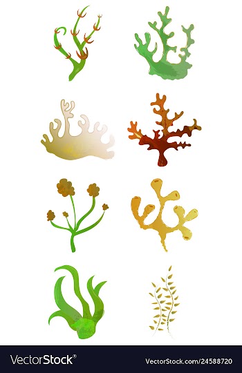Set of watercolor seaweed and corals isolated on vector image