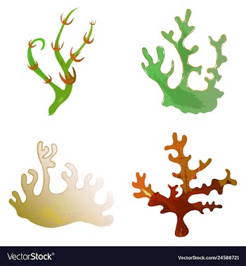 Set of watercolor seaweed and corals isolated on vector image