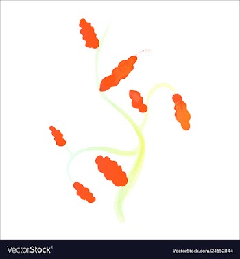 Set of watercolor seaweed corals and stones vector image