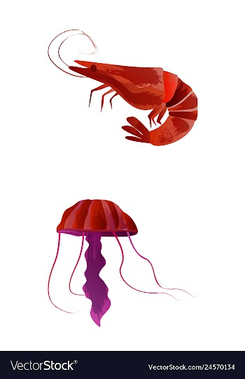 Set of watercolor seaweed corals and stones vector image