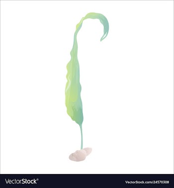 Set of watercolor seaweed corals and stones vector image