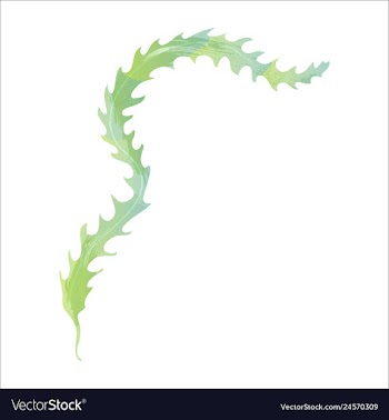 Set of watercolor seaweed corals and stones vector image