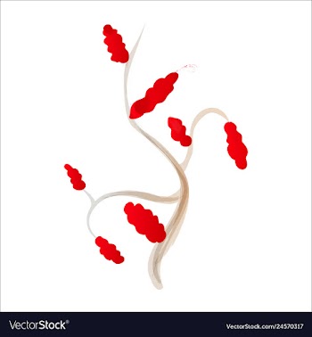 Set of watercolor seaweed corals and stones vector image