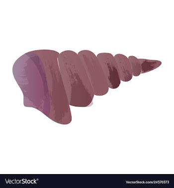 Set of watercolor seaweed corals and stones vector image