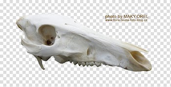 SET Wild boar skull, skull animal transparent background PNG clipart