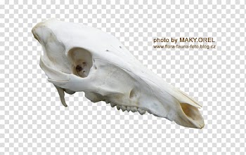 SET Wild boar skull, white animal skull transparent background PNG clipart