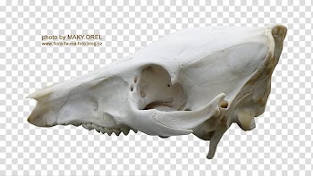 SET Wild boar skull, white animal skull transparent background PNG clipart