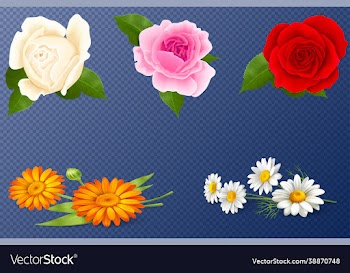 set with a beautiful roses on transparent