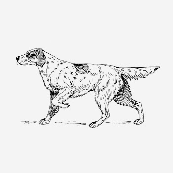 Setter dog illustration. Free public | Free Photo Illustration - rawpixel
