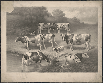 [Seven cows and one calf | Free Photo - rawpixel