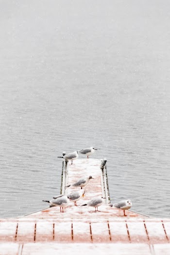 Seven Gray Birds on Brown Dock Near Body of Water