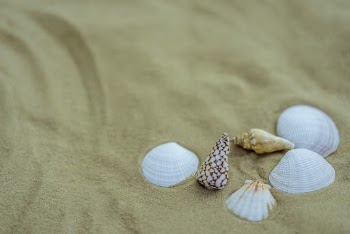 Several Assorted-color Seashells on Sand