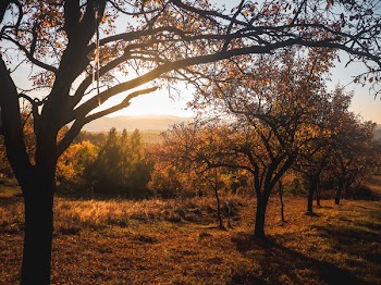 Several Brown Leafed Trees