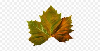 Several Fall Leaves Clipart - Maple Leaf