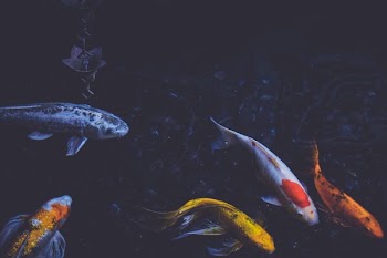 several fishes swimming on water