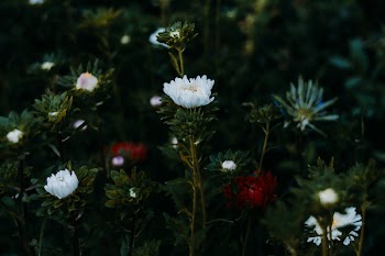 Several Flowers