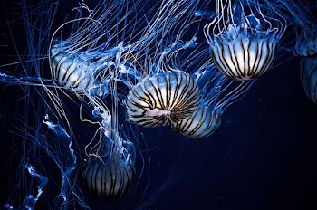 several jellyfishes underwater