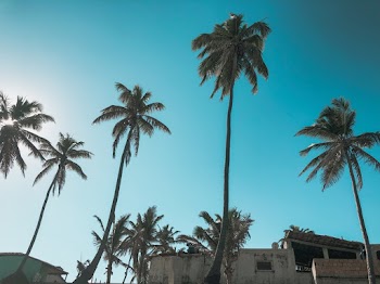 Several Tropical Trees