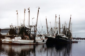 Several White Boats Near Dock
