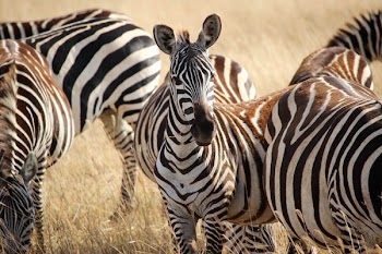 several zebras during daytime