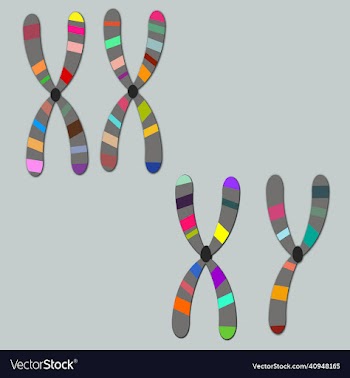 sex chromosomes