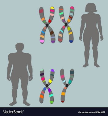 sex chromosomes