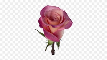 Sexy Pink - Rose