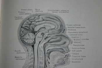 SH-body-brain-1.jpg