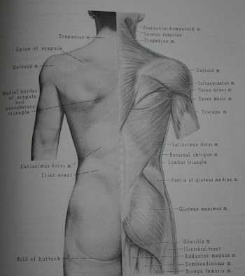 SH-body-muscle-1.jpg