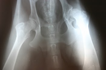 SH-Med-x-ray.jpg