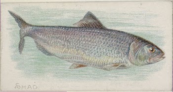 Shad, from the Fish from American | Free Photo - rawpixel