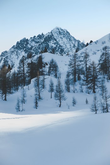 Shades of winter