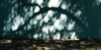 shadow leafed tree on wall