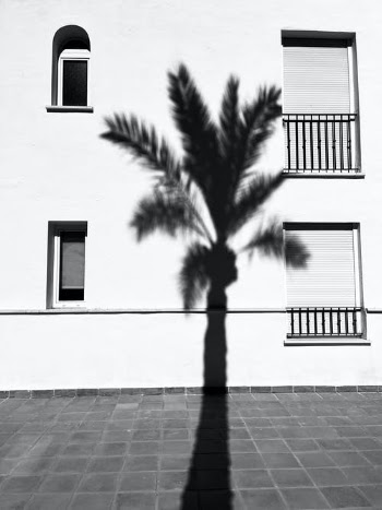 Shadow of a Palm Tree on a Building Wall · Free Stock Photo