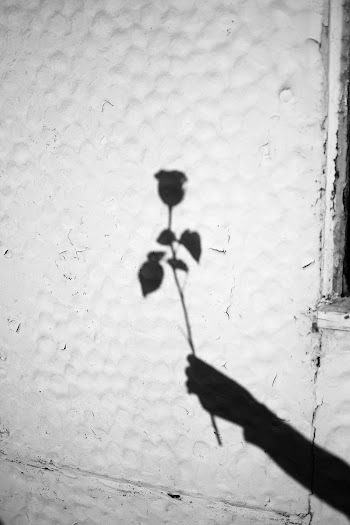 Shadow Of A Person Holding A Stem Of Rose Flower