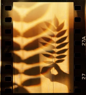 Shadow of Hand Holding a Leaf on Film · Free Stock Photo