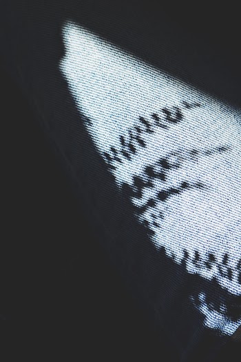 Shadow of Leaves