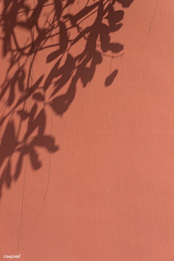 Shadow of leaves on an orange wall | Free  photo - 2264589