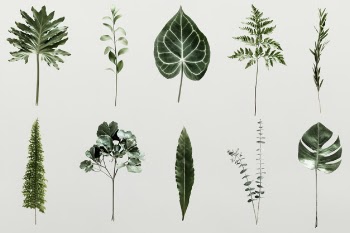 Shadow of palm leaves on a wall Free Psd