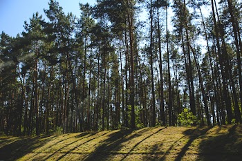 Shadow of the forest