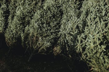 Shadow Over Row Of Pine Trees
