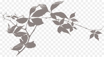 Shadow Silhouette Leaf - Foliage silhouette 