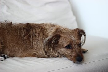 Shaggy Brown Dog Napping