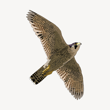 Shaheen falcon collage element illustration | Free Vector - rawpixel