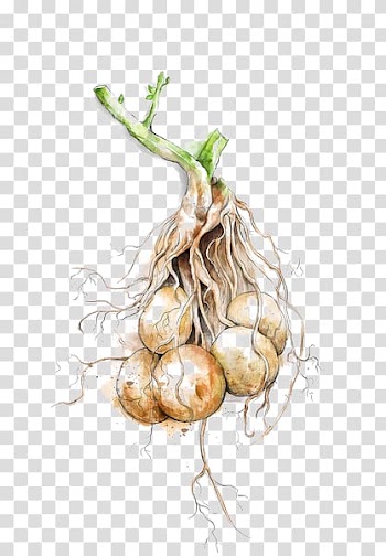 Shallot Garlic Potato Vegetable Food, potato transparent background PNG clipart